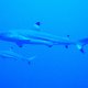 49- Requin pointe noire de lagon loucheur 